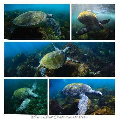 Cook Island Double Boat Dive