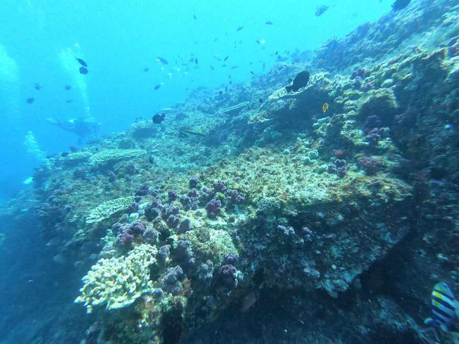 Stradbroke Island Double Dive