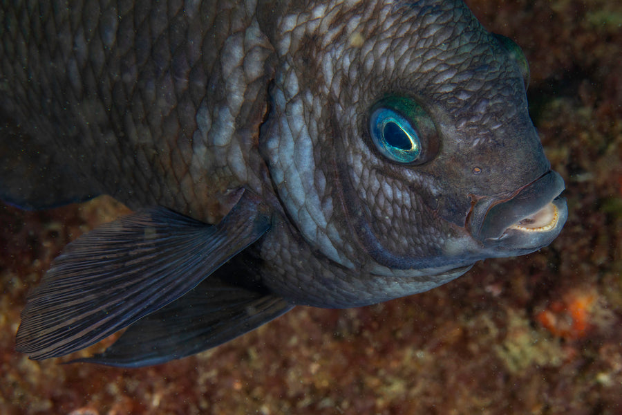 Cook Island Double Boat Dive