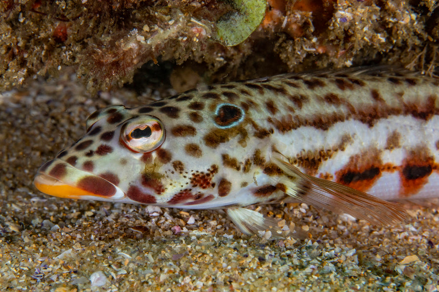 Cook Island Double Boat Dive