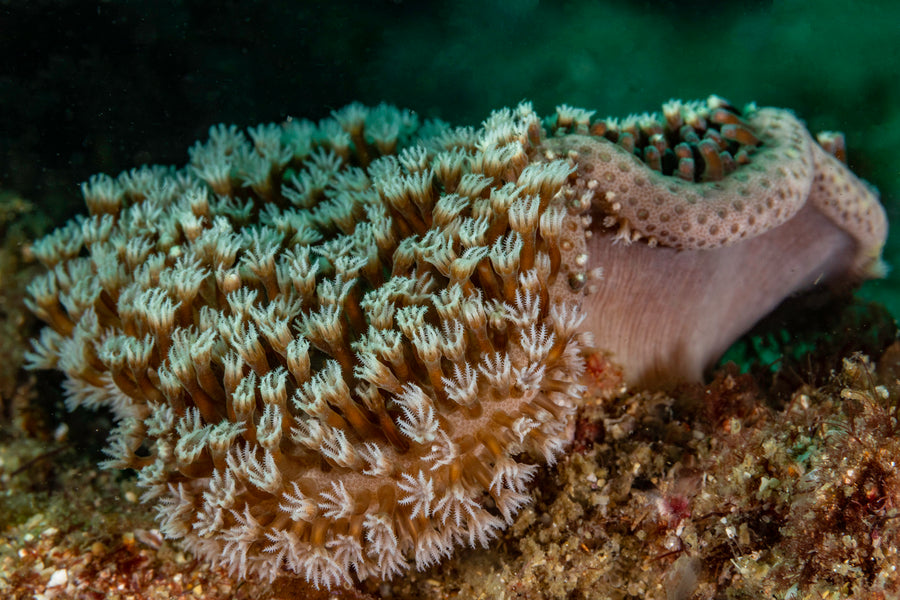 Cook Island Double Boat Dive