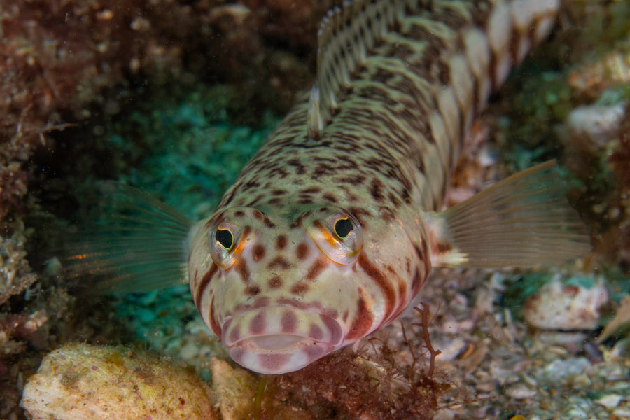 Cook Island Double Boat Dive