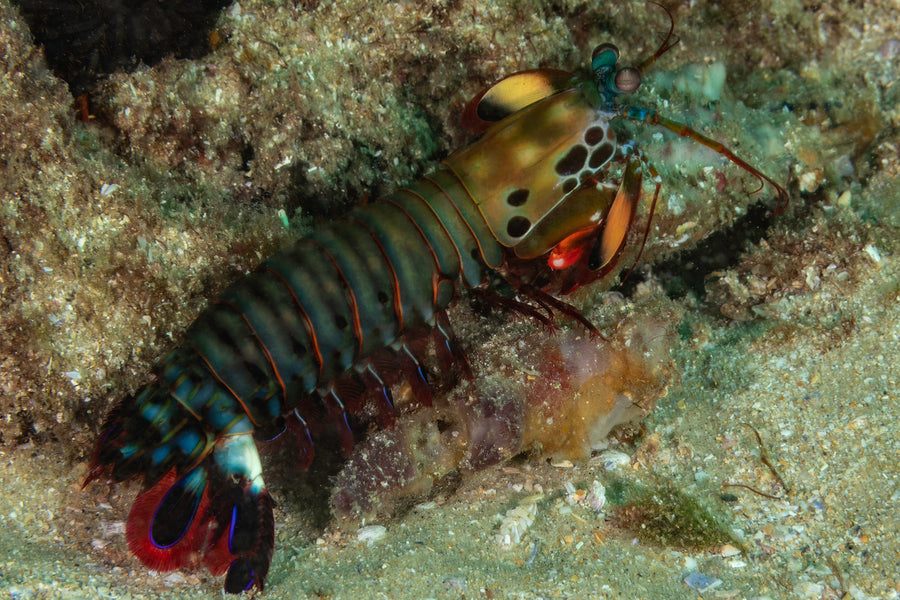 Cook Island Double Boat Dive