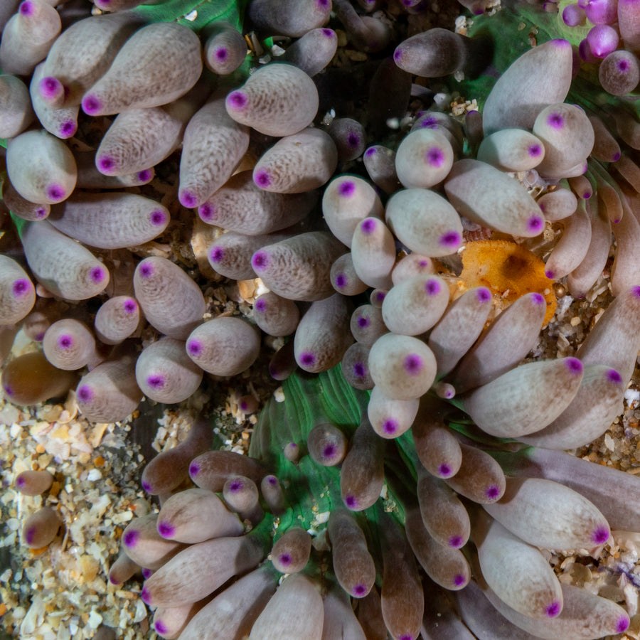 Cook Island Double Boat Dive