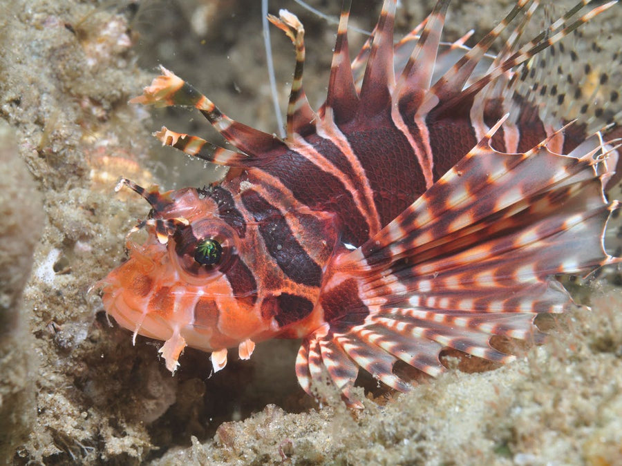 Gold Coast Seaway Shore Dive