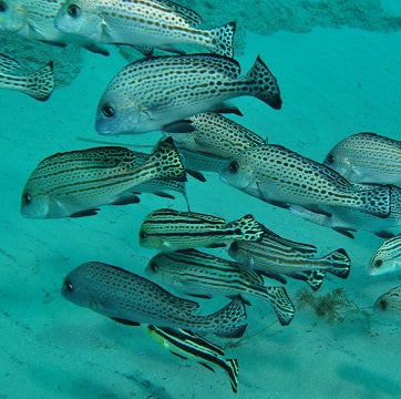 Gold Coast Seaway Shore Dive