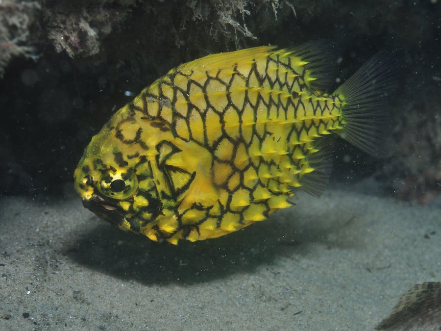 Gold Coast Seaway Shore Dive