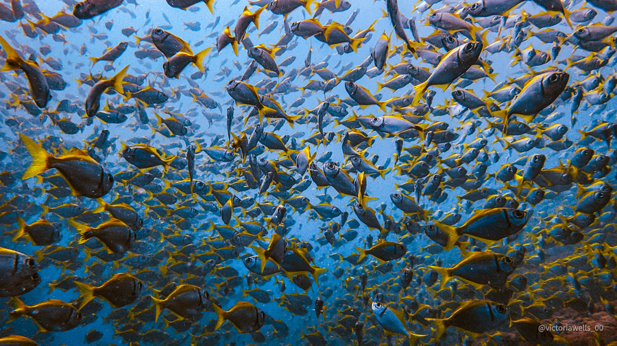 Stradbroke Island Double Dive