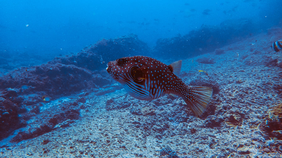 Stradbroke Island Double Dive