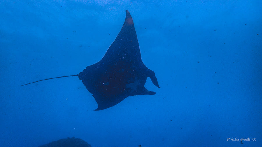 Stradbroke Island Double Dive